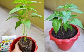 Kayap merupakan sejenis penyakit kulit dan saraf yang disebabkan oleh jangkitan virus varicella zoster (vzv). Pokok Cili Padi