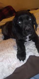 So if you have decided that ohio is the place you and your canine friend would like to visit, you have made a great choice! 88 King Corso Puppies For Sale In Ohio L2sanpiero