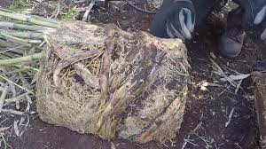 Check spelling or type a new query. How To Divide Root Bound Potted Bamboo Youtube