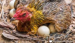 Pick the broody hen up out of her nest and drop her off with the rest of the. How To Stop A Hen From Being Broody