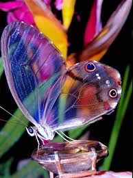 500 Internal Server Error Beautiful Butterflies Glass Butterfly Butterfly