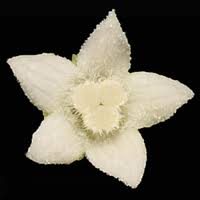 Image result for Zehneria tridactyla