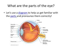 Maybe you would like to learn more about one of these? What Are The Parts Of The Eye Ppt Download