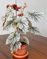 Pin On Plants