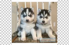 The best way to keep your siberian husky puppies from chewing shoes and sprinting around the house is to ensure they get the. Miniature Siberian Husky Canadian Eskimo Dog Sakhalin Husky Alaskan Malamute Png Clipart Alaskan Klee Kai Alaskan