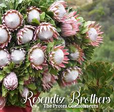 Image result for Protea enervis