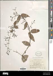 Image result for Rubia cordifolia