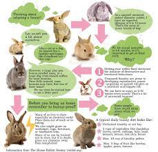 House Rabbit Society House Rabbit Society Pet Bunny Bunny Care
