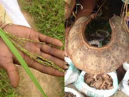 Image result for Lippia somalensis