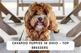 Maybe you would like to learn more about one of these? Cavapoo Puppies In Ohio Top 5 Breeders 2021