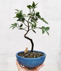 Image result for Nageia nagi