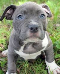 Our xl puppies are champion lines, and almost always champion sired. Blue Nose Pitbull Breeders Nb