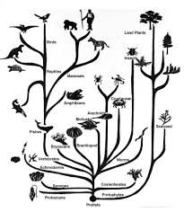 Tree Of Life Phylogenetic Tree Tree Of Life Evolution