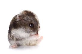 The top rated photos on 500px right now, as voted on by. Gray Hamster On A White Background Stock Photo Picture And Royalty Free Image Image 17543715