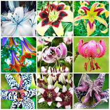 Here at park seed, we offer a huge selection of flower seeds for sale online. New Exclusive High End Pagacat 50pcs Lily Flower Seeds Plants Perennial Flowers Home Garden Bonsai Decoration Flowers The Best After Sale Service Gorseller Com