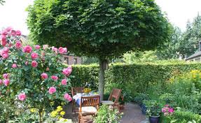 14625 baltimore avenue, unit 354. So Finden Sie Den Perfekten Hausbaum Mein Schoner Garten