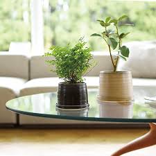 Many ceramic flower pots can be cheap and cheerful or decorative and expensive. Plant Pot Kinto Europe