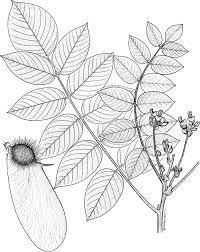 Image result for Centrolobium