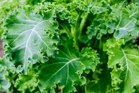 Things you need to know about square foot gardening. 14 Best Vegetables For A Fall Garden