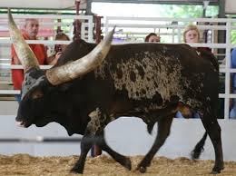 Pin On Cows