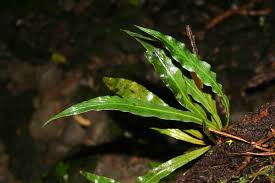 Image result for Loxogramme