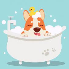 The Character Cute Corgi Dog Taking A Bath With Bathtub It Look Very Happy Corgi Dog Pet Taxi Cute Corgi