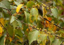 Image result for Zanthoxylum sp. A