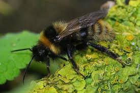 Image result for Bombus campestris