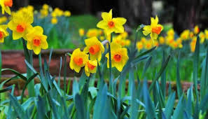 Daffodils summary by william wordsworth about the poet william wordsworth was a 19th century literary stalwart and the most influential pioneer of english romantic poetry.he was born on 7th april, 1770 at cockermouth, in cumbria. Daffodils Di William Wordsworth