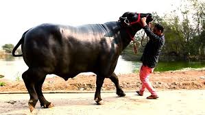 These Super Buffaloes Are Worth More Than Your Favorite Ferrari! Semen Cost  Will Leave You Stunned