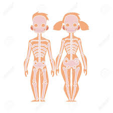 Bone during life is permeated by vessels, and is enclosed, except where it is coated with articular cartilage, in a fibrous membrane, the periosteum, by means of which many of these vessels reach the hard tissue. Vector Flat Structure Of The Human Body Anatomy Female Male Royalty Free Cliparts Vectors And Stock Illustration Image 93717184