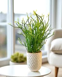 Image result for Euphorbia tirucalli