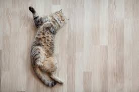Take the twisting gyrations some cats perform on their backs. Why Do Cats Roll On The Ground Reasons Behind This Cat Behaviour