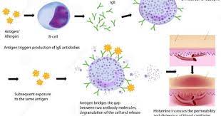 Pin On Immunology