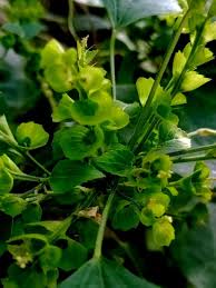 Image result for Acalypha ciliata