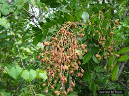 Check spelling or type a new query. Florida Native Trees Shrubs Page 4 Of 11
