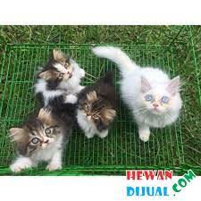 Jagalah kebersihan kandang, tempat makan dan minum serta pasir. Dijual Kucing Persia Medium Di Pekanbaru Hewandijual Com