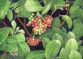 Image result for Psychotria capensis
