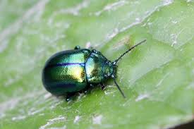 Image result for Chrysochloa