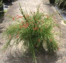 Red flowering bush in florida. Beautiful Flowering Shrubs Bushes Florida Nursery Mart