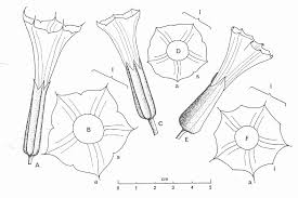 Free shipping on eligible items. Figure 1 From Taxonomic Account Of Datura L Solanaceae In Australia With A Note On Brugmansia Pers Semantic Scholar