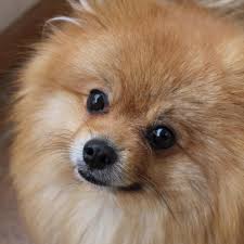 Simba Pomeranian Kopek Sevimli Kopekler