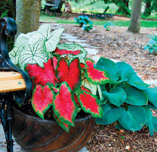 Discover how to grow caladiums as house plants. Caladium Care Myhomepage Ca