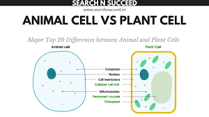 Plant and animal cell vacuole differences. Zpqqjlfibklsfm