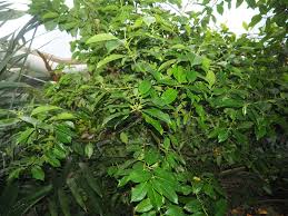 Image result for Excoecaria