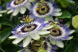 Passiflora Flowering Vine Plants Passion Fruit Flower Garden Vines
