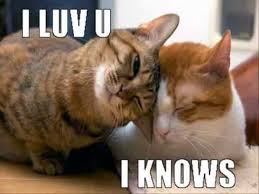 This picture 25 funny cat memes that will make you lol is taken from : Kitten Memes For Kids Novocom Top