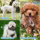 Bich-poo Puppies For Sale | Bich-poo Breed Info ...