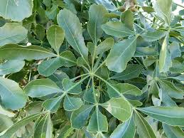 Image result for Cussonia corbisieri