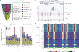 We did not find results for: Unique Cell Type Specific Patterns Of Dna Methylation In The Root Meristem Nature Plants